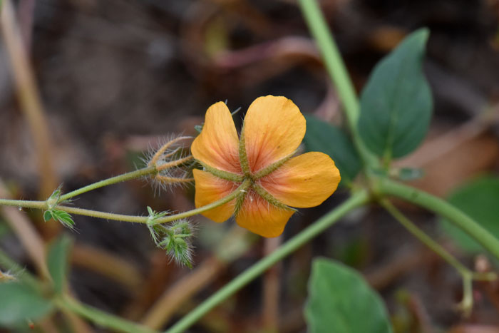 Arizona Poppy has 5 deep orange petals and 5 thin sepals outside of the petals. Kallstroemia grandiflora 